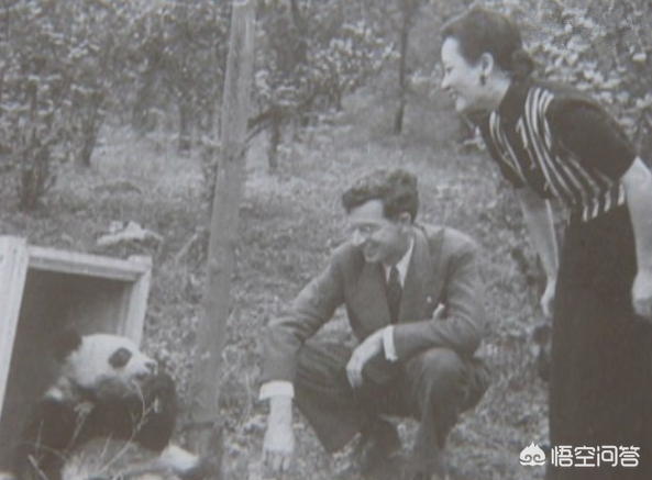 苦奋甘来的动物，十年寒窗将过去，苦奋甘来想荣华指什么生肖（大熊猫是我国的“国宝”）