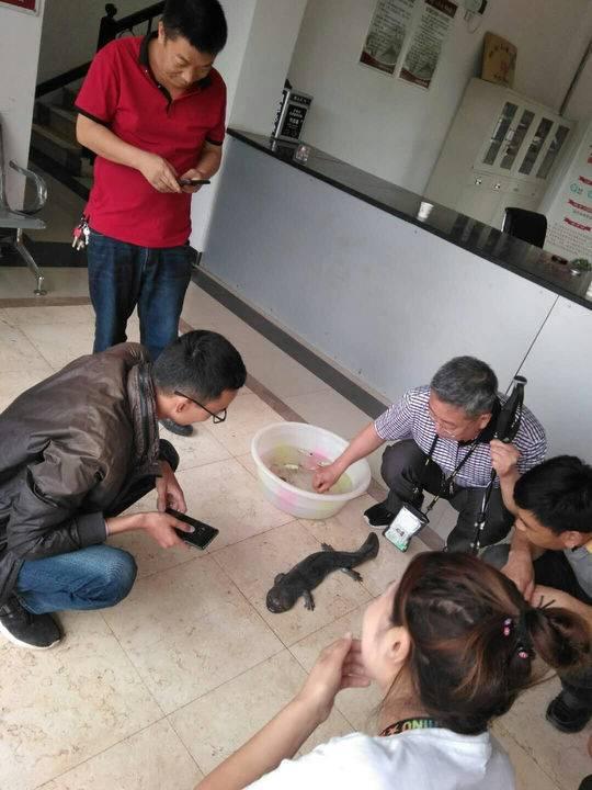 娃娃鱼是几级保护动物，野生娃娃鱼是国家几级保护动物（古蔺山洪泄洪沟里发现国家二级保护动物“娃娃鱼”）