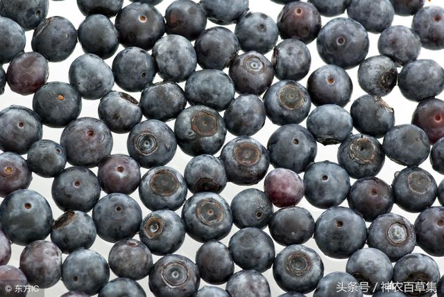 生地泡水喝的功效，生地泡水喝的功效与作用及禁忌（熟地黄泡水的五大功效及两种食用方法）