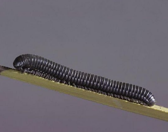 屋里有小飞虫怎么消灭，家里有飞虫怎么办（家居除虫有6大绝招）