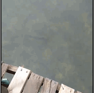 鸭嘴鲟怎么做才好吃，鸭鲟鱼怎么吃（四川眉山又现神奇怪鱼鸭嘴鲟）