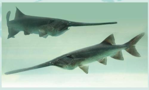 鸭嘴鲟怎么做才好吃，鸭鲟鱼怎么吃（四川眉山又现神奇怪鱼鸭嘴鲟）