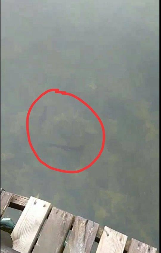 鸭嘴鲟怎么做才好吃，鸭鲟鱼怎么吃（四川眉山又现神奇怪鱼鸭嘴鲟）