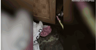 非洲树蛇的介绍，非洲树蛇的尾巴长度（它正试图吞下一件女士睡衣）