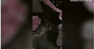 非洲树蛇的介绍，非洲树蛇的尾巴长度（它正试图吞下一件女士睡衣）