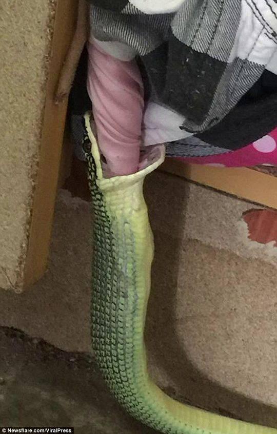 非洲树蛇的介绍，非洲树蛇的尾巴长度（它正试图吞下一件女士睡衣）