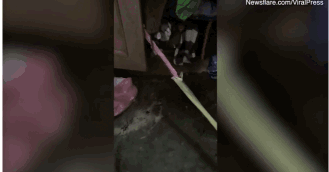 非洲树蛇的介绍，非洲树蛇的尾巴长度（它正试图吞下一件女士睡衣）