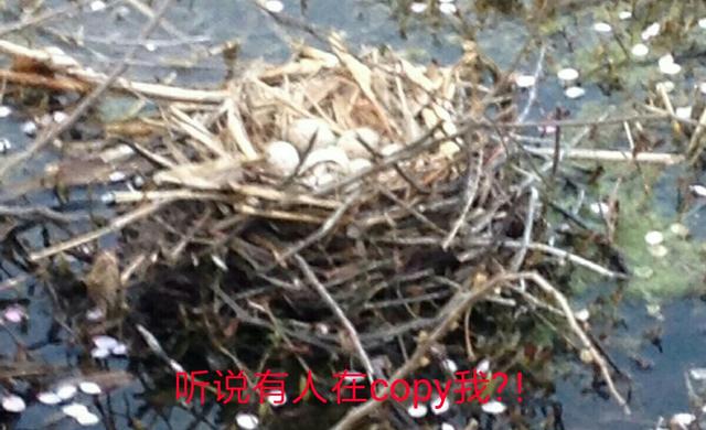 三生三世枕下卷结局，三生三世枕上书东华结局是什么（杨幂和热巴这些造型才叫奇葩）