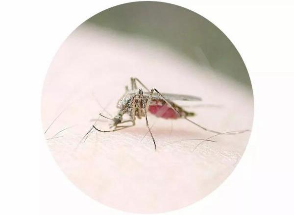 车上有蟑螂怎么除，车上有蟑螂怎么除 -baijiahao（夏天车内蚊子太多影响开车怎么破）