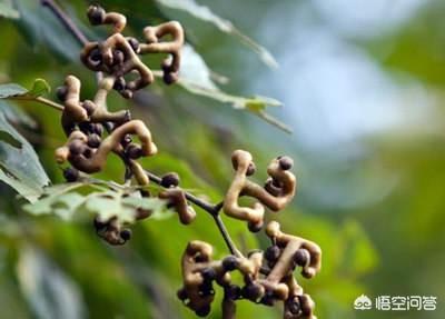 鸡爪梨的功效与作用，鸡腿梨的功效与作用（在农村常见的鸡爪梨用来泡酒）