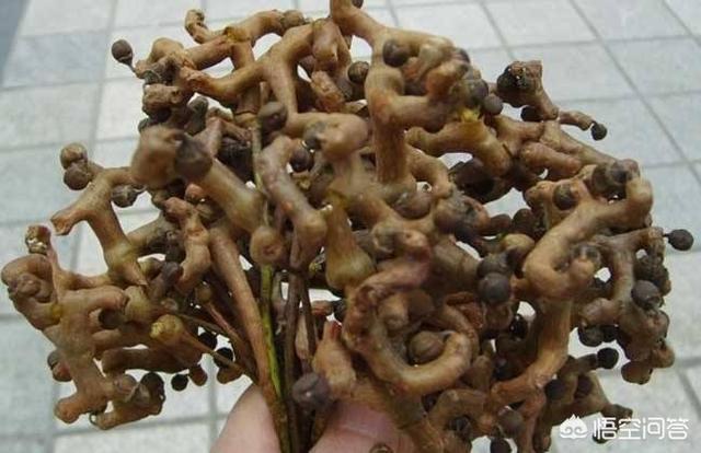 鸡爪梨的功效与作用，鸡腿梨的功效与作用（在农村常见的鸡爪梨用来泡酒）