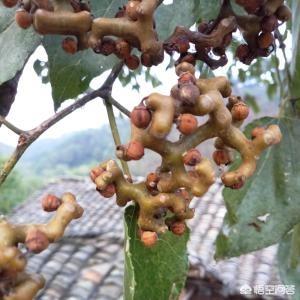 鸡爪梨的功效与作用，鸡腿梨的功效与作用（在农村常见的鸡爪梨用来泡酒）