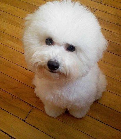怎么养好比熊幼犬，怎么养好比熊幼犬图片（这5个要点你做到了几个）