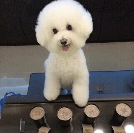 怎么养好比熊幼犬，怎么养好比熊幼犬图片（这5个要点你做到了几个）