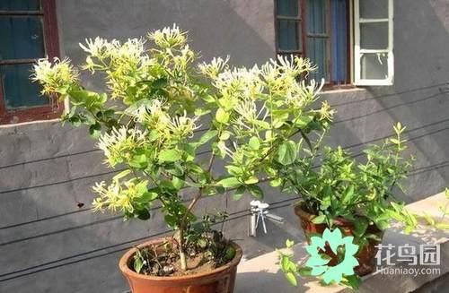 金银花的花朵会变色这是为了什么 金银花会变色的原因，金银花的花朵会变色这是为了什么（花卉也会“变脸”）