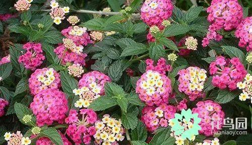 金银花的花朵会变色这是为了什么 金银花会变色的原因，金银花的花朵会变色这是为了什么（花卉也会“变脸”）