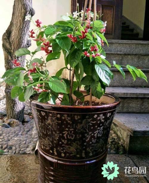 金银花的花朵会变色这是为了什么 金银花会变色的原因，金银花的花朵会变色这是为了什么（花卉也会“变脸”）