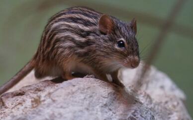 家里进了老鼠怎么办呢，家里进老鼠了怎么办（家里进老鼠是什么预兆）