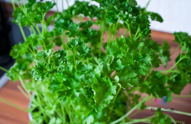 香菜学名你知道多少，香菜学名你知道多少种香菜（人类对香菜的爱恨为何这样分明）