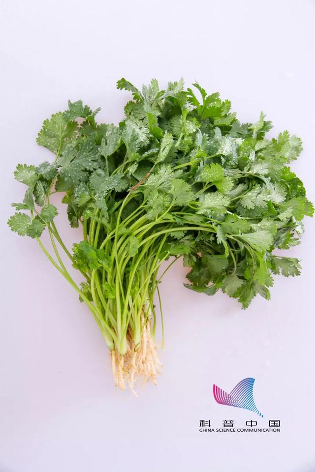 香菜学名你知道多少，香菜学名你知道多少种香菜（人类对香菜的爱恨为何这样分明）