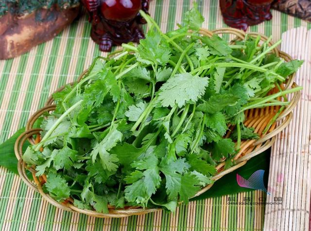 香菜学名你知道多少，香菜学名你知道多少种香菜（人类对香菜的爱恨为何这样分明）