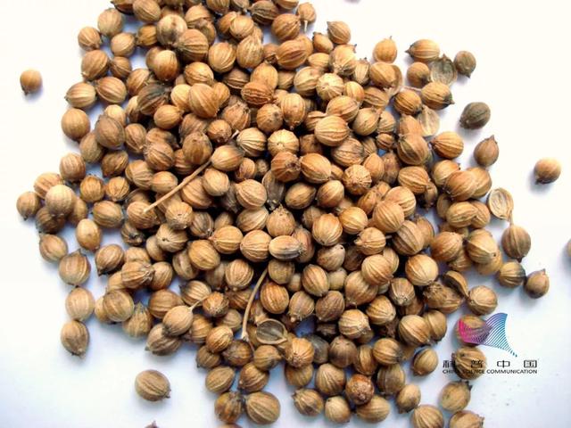 香菜学名你知道多少，香菜学名你知道多少种香菜（人类对香菜的爱恨为何这样分明）