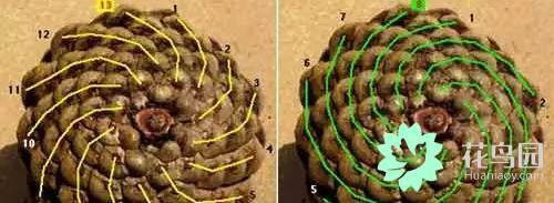 黄金螺（黄金螺旋线，植物身上隐藏着的数学奥秘！（关于黄金螺旋线的资料）