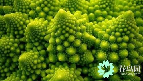 黄金螺（黄金螺旋线，植物身上隐藏着的数学奥秘！（关于黄金螺旋线的资料）