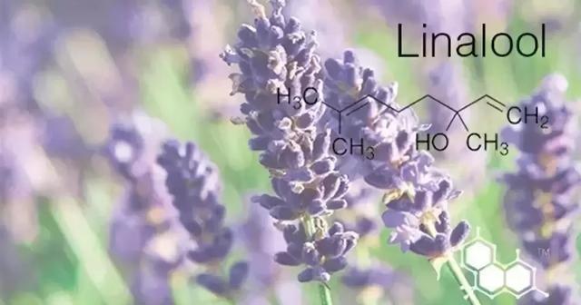 香菜学名你知道多少，香菜学名你知道多少种香菜（人类对香菜的爱恨为何这样分明）