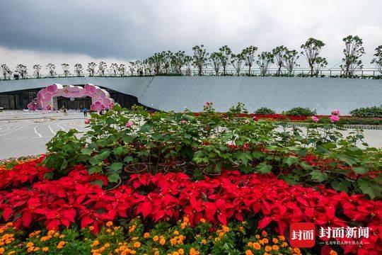 芙蓉花什么时候开，芙蓉花什么季节开花（9月28日成都天府芙蓉园开园）