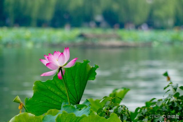 杭州西湖十景是哪十景，西湖十景是哪十景（领略杭州风光之精华）