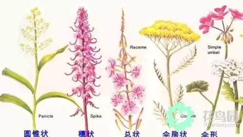 黄金螺（黄金螺旋线，植物身上隐藏着的数学奥秘！（关于黄金螺旋线的资料）