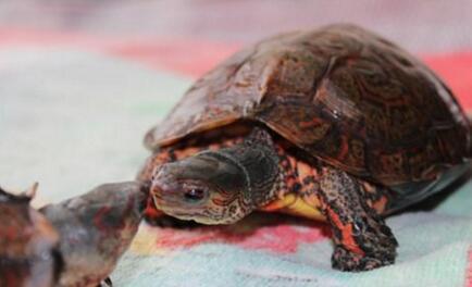 乌龟种类有哪些，乌龟种类有哪些品种（陆龟和水陆两栖龟区别）