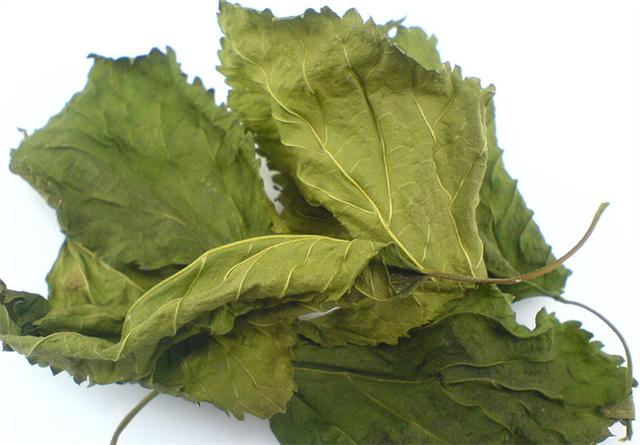 桑叶可以生吃吗，桑叶茶又叫短命茶（降血、降糖还抗衰老）