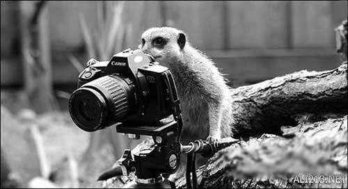 动物的绝招有哪些，动物有哪些过冬的绝招（全球35只身怀绝技的天才小动物）