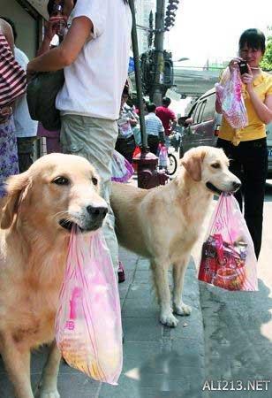 动物的绝招有哪些，动物有哪些过冬的绝招（全球35只身怀绝技的天才小动物）