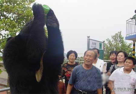 动物的绝招有哪些，动物有哪些过冬的绝招（全球35只身怀绝技的天才小动物）