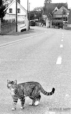 动物的绝招有哪些，动物有哪些过冬的绝招（全球35只身怀绝技的天才小动物）