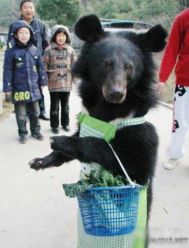 动物的绝招有哪些，动物有哪些过冬的绝招（全球35只身怀绝技的天才小动物）