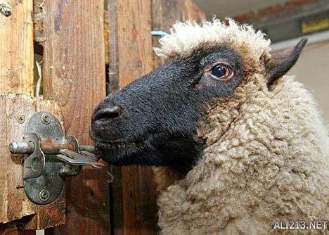 动物的绝招有哪些，动物有哪些过冬的绝招（全球35只身怀绝技的天才小动物）