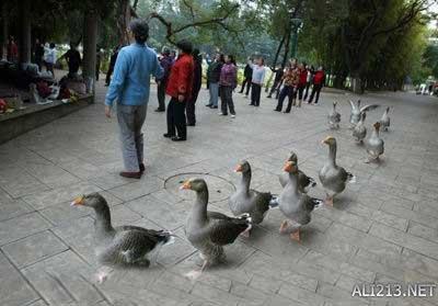 动物的绝招有哪些，动物有哪些过冬的绝招（全球35只身怀绝技的天才小动物）