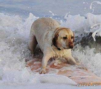 动物的绝招有哪些，动物有哪些过冬的绝招（全球35只身怀绝技的天才小动物）