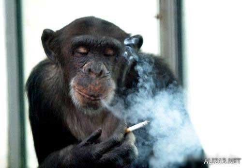 动物的绝招有哪些，动物有哪些过冬的绝招（全球35只身怀绝技的天才小动物）