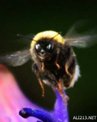 动物的绝招有哪些，动物有哪些过冬的绝招（全球35只身怀绝技的天才小动物）