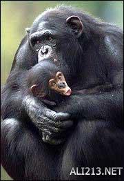 动物的绝招有哪些，动物有哪些过冬的绝招（全球35只身怀绝技的天才小动物）