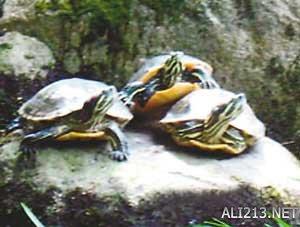 动物的绝招有哪些，动物有哪些过冬的绝招（全球35只身怀绝技的天才小动物）