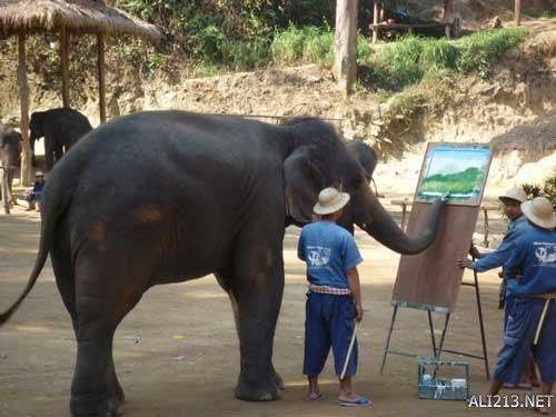 动物的绝招有哪些，动物有哪些过冬的绝招（全球35只身怀绝技的天才小动物）