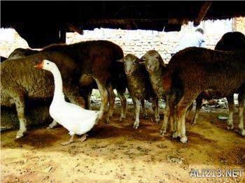 动物的绝招有哪些，动物有哪些过冬的绝招（全球35只身怀绝技的天才小动物）