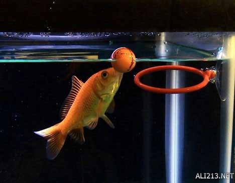 动物的绝招有哪些，动物有哪些过冬的绝招（全球35只身怀绝技的天才小动物）