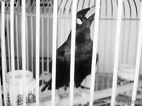 动物的绝招有哪些，动物有哪些过冬的绝招（全球35只身怀绝技的天才小动物）